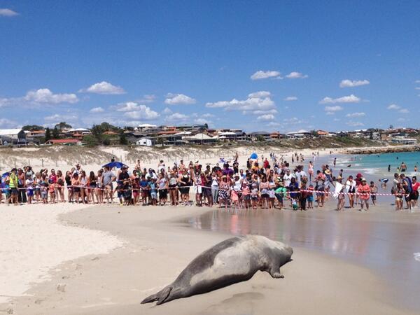 Perth’s star seal attraction ‘Steven Sealberg’ slips away then returns on Sorrento Beach