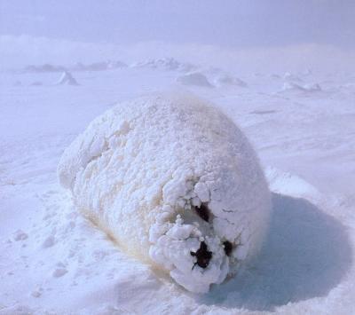 笑えて癒される 動物面白画像集 Omokawadoubutsu Twitter 笑えて癒される 動物面白画像集 Omokawadoubutsu Twitter