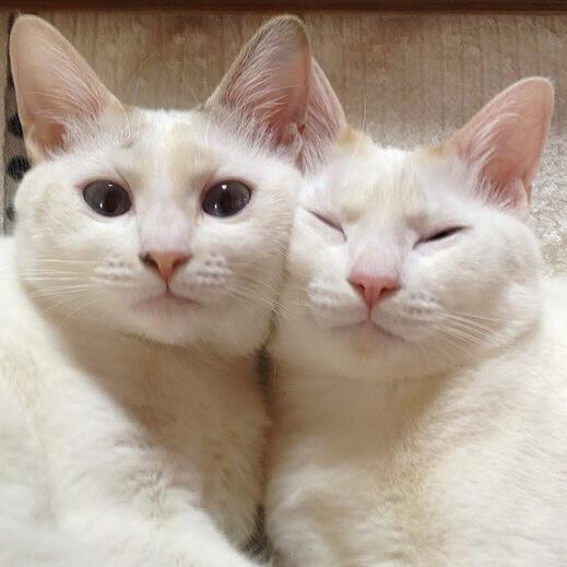 ほっぺくっつけるネネココ 
#猫 #ネコ #cat #猫部 #22祭 #222祭