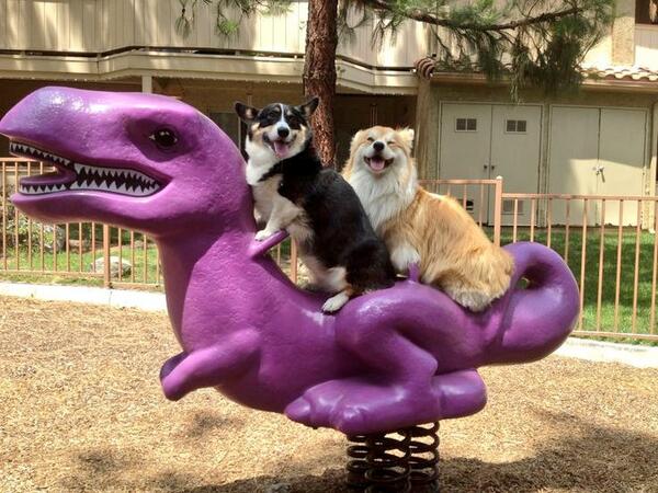 CorgiCorgis's tweet image. Just riding the dinosaur! #jurassicpark #corgisaur