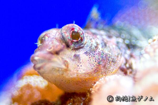 yomics's tweet image. 飼育中のヘビギンポ。
ハイビジョン動画もあり。
comiya.net/fish/order/suz…