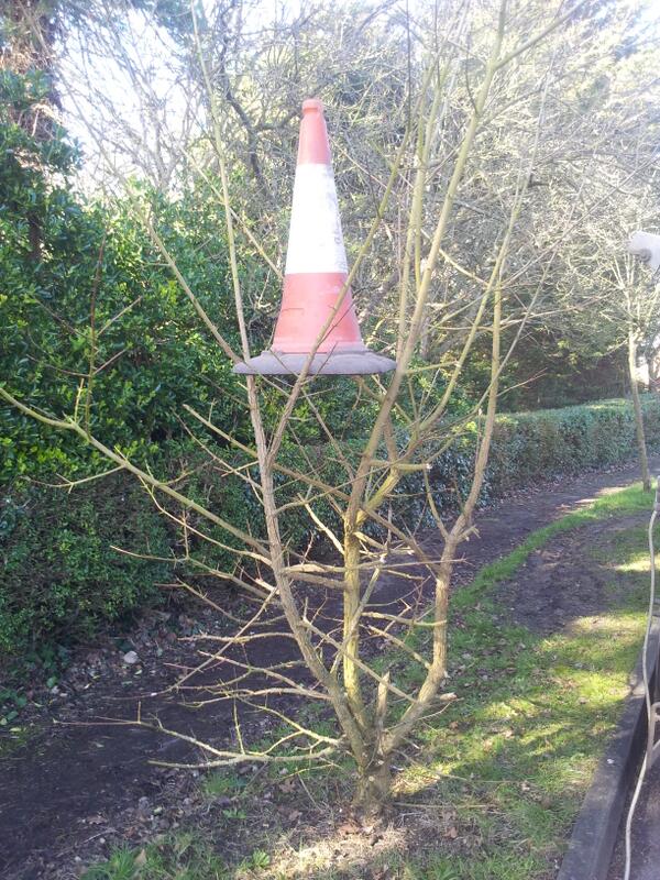 acloades's tweet image. Look a cone tree