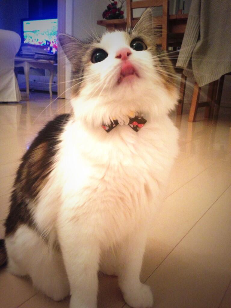 ダレノガレ明美 Pa Twitter 今日は猫の日だから新しい首輪をプレゼント O O でも 毛で全然見えない ﾟdﾟ Http T Co Ebx7hy8kq2
