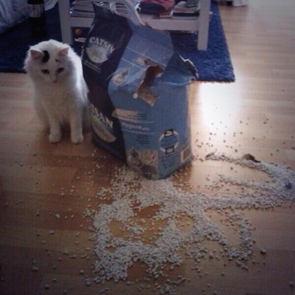 Frau_Audre's tweet photo. Stille Form des Protests. #ichwarsnicht #katzen #feminismus http://t.co/28uI3i7rSm