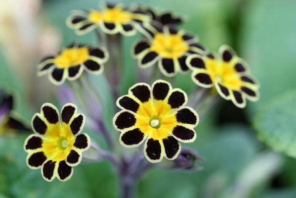 summerdalegn's tweet photo. The #barnhaven strain of gold laced polyanthus primula is refined and very gardenworthy. http://t.co/Cc7aN02wxm