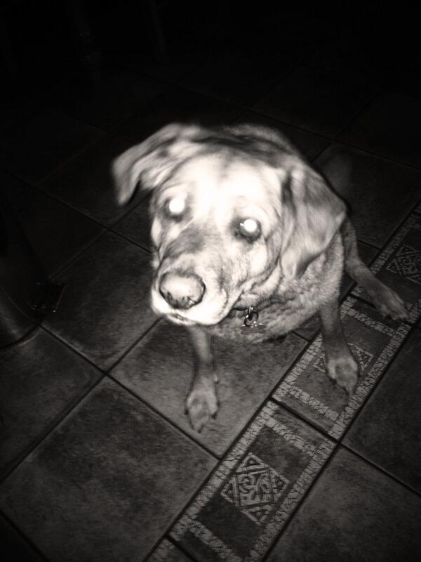 samcheets's tweet image. @KyleHale__ she is ready for ya #killkyle