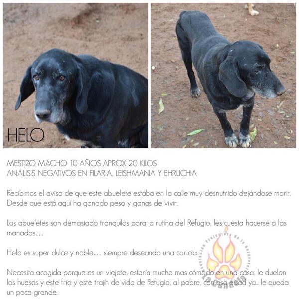 #HELO se está convirtiendo en una URGENCIA. Después de ser rescatado de la calle se merece un hogar! ¡ADOPTA 1ABUELI…