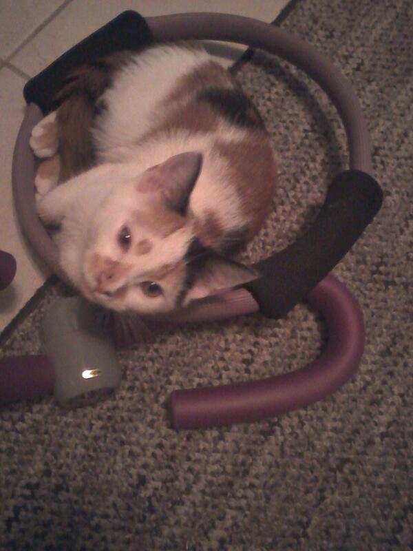 JoseyGenocide's tweet photo. Working out with angel watching me. Fluffy little stalker http://t.co/7CU6AZVulf