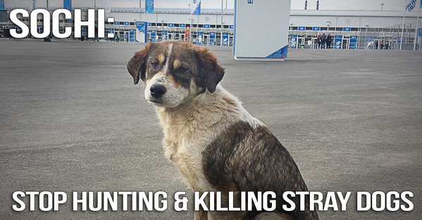 PETAShares's tweet photo. The biggest #SochiProblem & #SochiFail is their SLAUGHTER of stray dogs: http://t.co/uJa5EHwNG8 http://t.co/pV1S1JEtsr