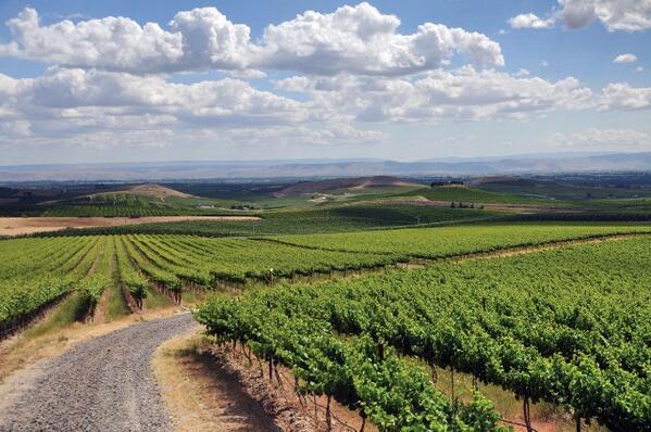 yakimavalley's tweet photo. Welcome @GoWestSummit #WAwine Fam. Here's a shot of the vines in summer. Enjoy your stay! #GWS14 http://t.co/YOVPjrlKUa