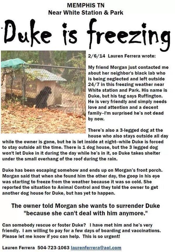 LAadoptRescue's tweet image. ❗DUKE NEEDS HELP ❗

♦ KEPT OUTSIDE FREEZING 

♦ " THEY CAN'T DEAL W HIM!? " 

♦ MEMPHIS #TN 

CALL ☎ 504-723-1063