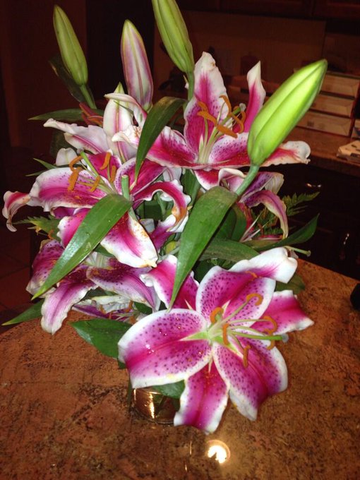 Can't believe my valentines flowers lasted all this time and still so beautiful!! http://t.co/sumqUr<a href="/tag/manyvids"class="tags"><span>#manyvids</span></a><a href="/tag/mvsales"class="tags"><span>#mvsales</span></a>