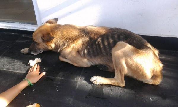 PACA165's tweet image. @nikitaneumann #AyudaParaLola necesitamos transito ESTA MUY MAL TE:47488173NO PUEDE QUEDAR EN LA CALLE,NO COMEE