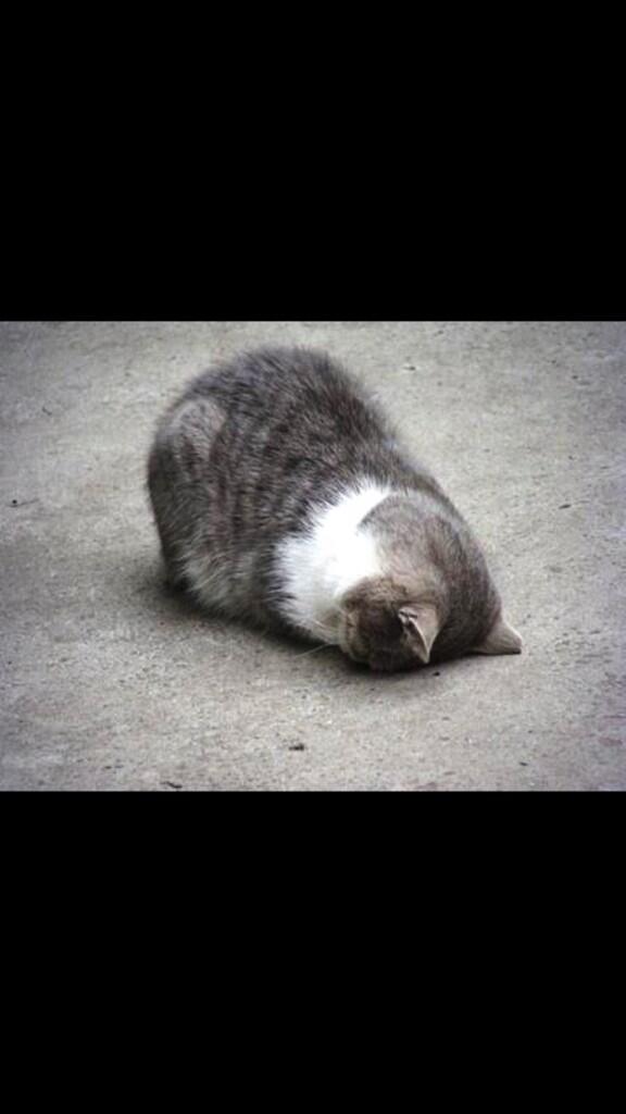 CatOverdose's tweet image. Random cat nap