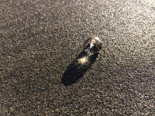 drrt's tweet image. Pleurobrachia bachei (sea gooseberry) #oceanbeach