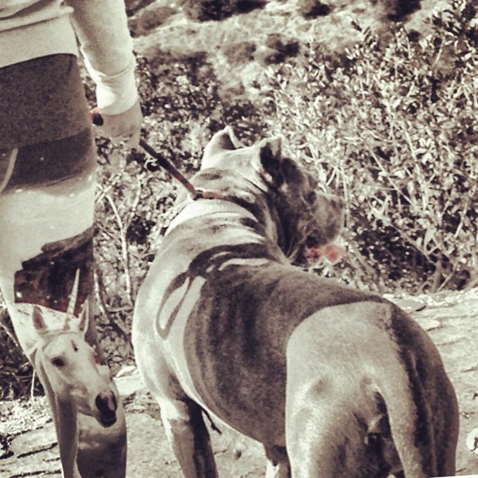Griffith Park Pack Hike 
Photo 1 of 2 
@angelcitypits 
http://t.co/bsFd5asfUV ❤
#Rescue #Volunteer #pitbull