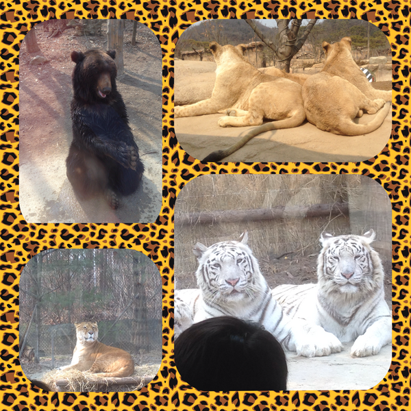 bobtham's tweet photo. Up close with animals in everland http://t.co/o0zwCsOqjp