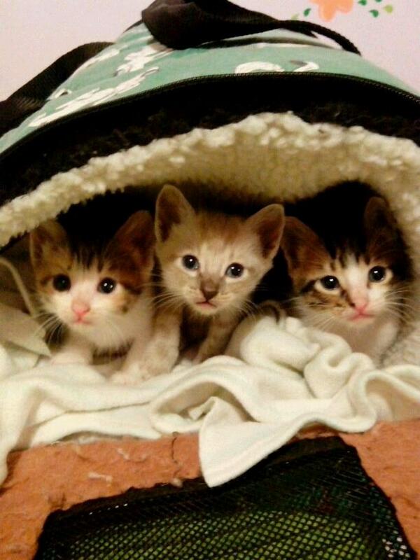 Refugio Kimba tweet media