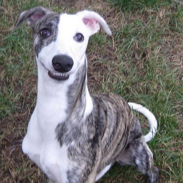 TequilaWhippet's tweet image. 