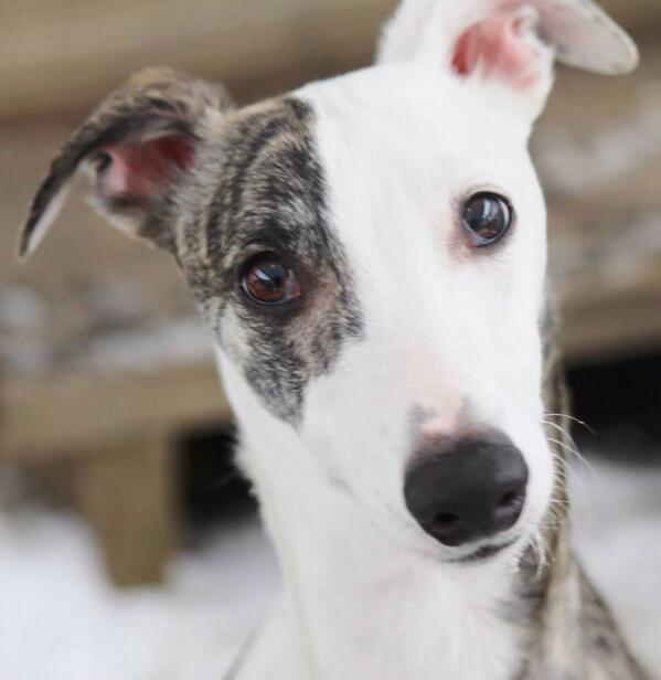 TequilaWhippet's tweet image. 