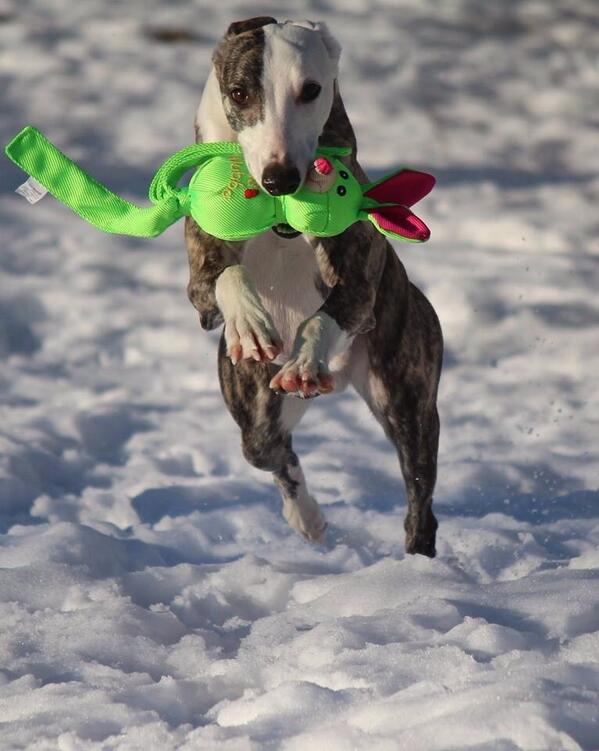 TequilaWhippet's tweet image. 