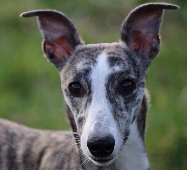 TequilaWhippet's tweet image. 