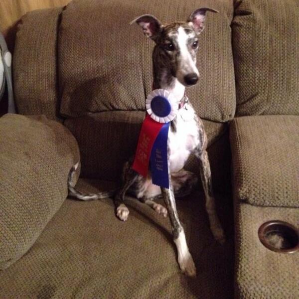 TequilaWhippet's tweet image. 