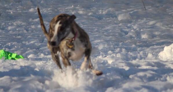 TequilaWhippet's tweet image. 