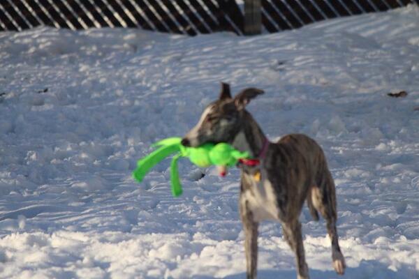 TequilaWhippet's tweet image. 