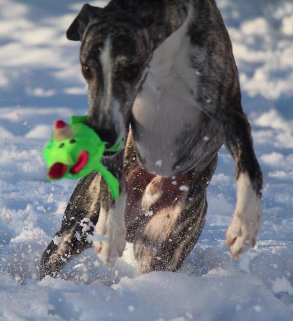 TequilaWhippet's tweet image. Avión