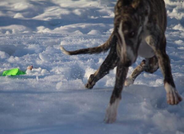 TequilaWhippet's tweet image. 