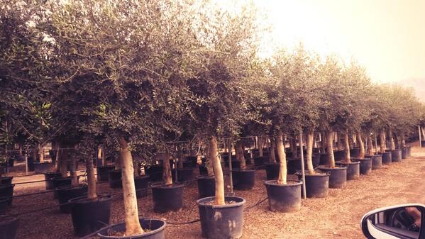 Heboplant BV. tweet media