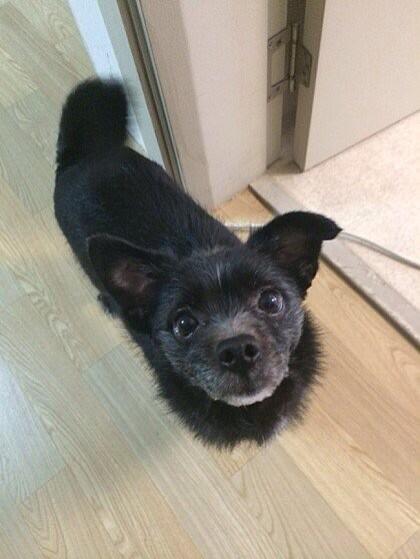 teresa611's tweet photo. 폐지를 주으며 14마리 개들을 키우던 할아버지께서 돌아가셔서 모두 안락사있는 시보호소로 들어왔어요.그중 시보호소를 유일하게 나온 믹스견 결이의 진정한 새가족을 찾아요 http://t.co/8kMa5ed5WF http://t.co/PIvedv6Ar6