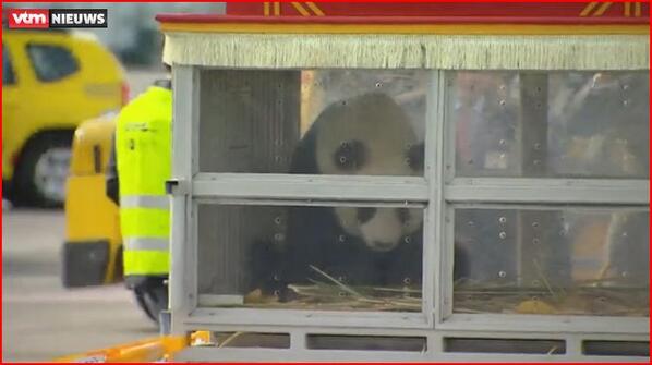 FHerreweghe's tweet photo. #DHLPanda Welcome #HaoHao ! @XingHuiHaoHao #pandabelgium http://t.co/bOIV3jtjZo