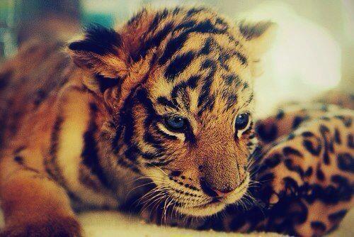 OTROGUAPOSUELTO's tweet photo. RT si te gustaría tenerlo.  

FAV si ni de coña. http://t.co/CfWML8HUCW