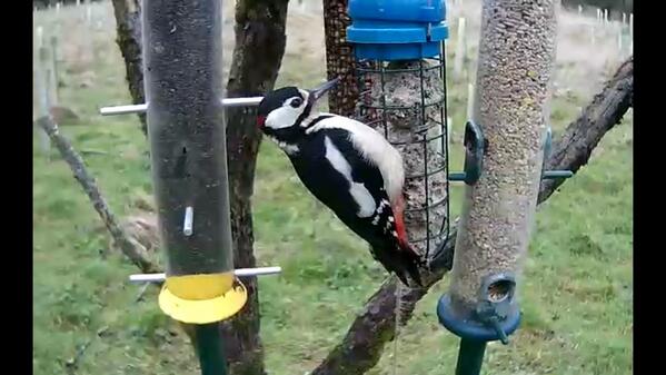 Joanne Marshall On Twitter A Greater Spotted Woodpecker On The