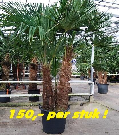 De allermooiste meerstammige palmbomen vindt u natuurlijk bij <a href="/Brabantpalm/">Brabantpalm</a>