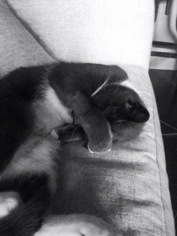 paulwesley's tweet image. This is how my cat sleeps. For no apparent reason.