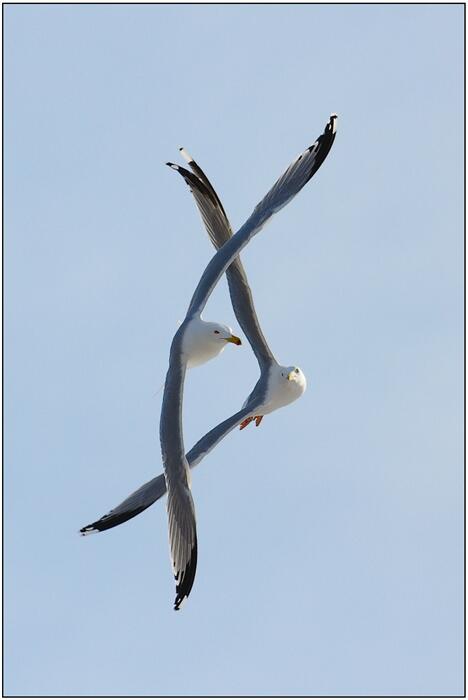 LvObservateur's tweet photo. Tandem. http://t.co/NoAWUKUBaW
