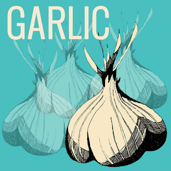 ChefsMarketCAI's tweet photo. Garlic! In 2010, #Egypt was the 4th largest producer of #Garlic in the world. http://t.co/8VqpNM2amk