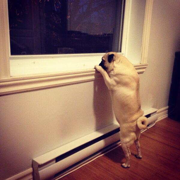 jendotoc's tweet photo. When are you coming home? #puglife #pugaholic http://t.co/K0uFqpes4V