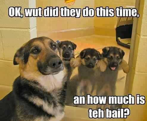 LoveUrSelfies's tweet image. PawsitivelyClawesome.com