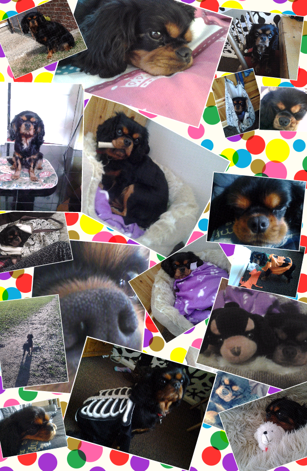 ComKitkitkat's tweet image. Check out these pics of meeee !:)