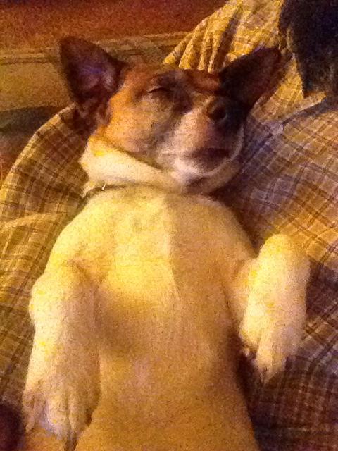 JesterRussell's tweet image. Filled with good old dog dreams!  U can see my crooked toe. Hope I don't snag it again!