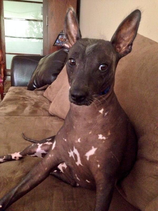 NoquiPug's tweet image. Do you think my brother Gepetto should have his own Twitter account? #RT if you would follow him! #BroGepetto