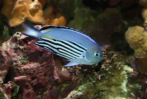 ogreenthumb's tweet photo. Watanabei Angelfish or Genicanthus watanabei
http://t.co/dik1WulipM #Fish #Fishindex #Angelfish http://t.co/JayrtayhzD
