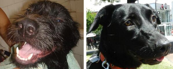 Sarmientitos's tweet photo. Boris y Mishka esperan una casita. Escribinos a perritosdelasarmiento@gmail.com o comunicate al 1558316421. http://t.co/zzuxNPskdw