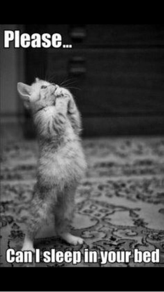 CatOverdose's tweet image. How could you say no to this?