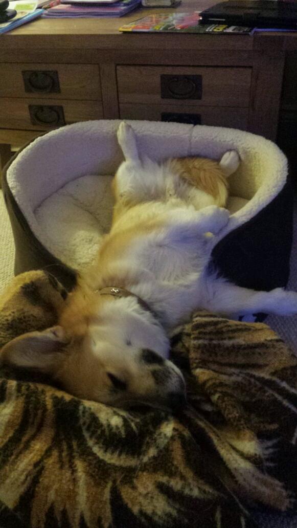 toneb65's tweet image. @TheDailyCorgi  @CorgiNation