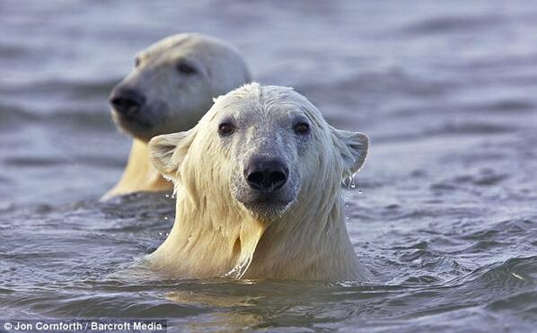 This photo shows two of 23 polar bears that were "cooling down" in the three degree Celsius water in north Alaska!
